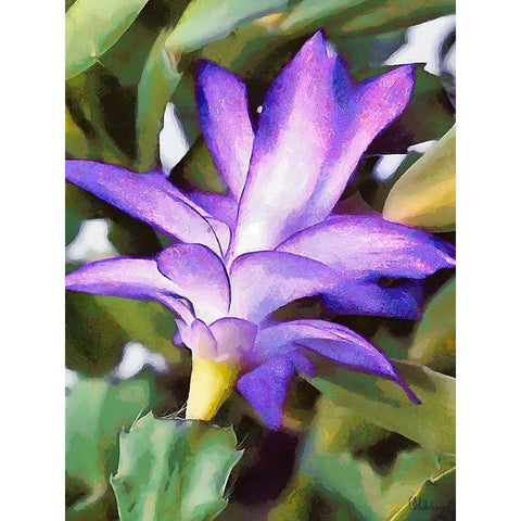 Cactus Flower I Black Modern Wood Framed Art Print by Medeiros, Celito