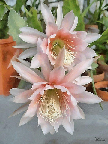 Cactus Flower III White Modern Wood Framed Art Print with Double Matting by Medeiros, Celito