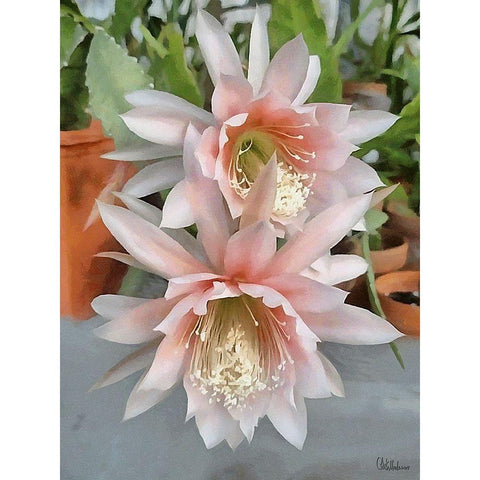Cactus Flower III White Modern Wood Framed Art Print by Medeiros, Celito