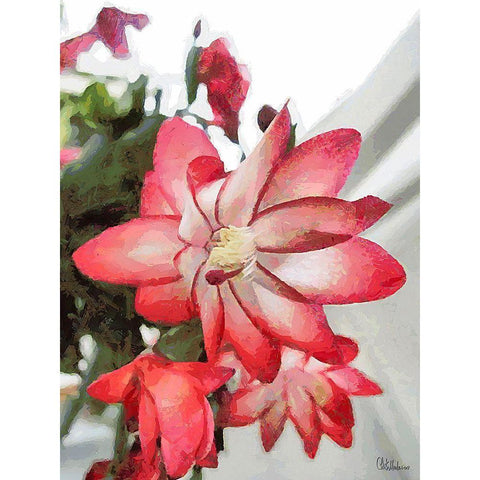 Cactus Flower IV Black Modern Wood Framed Art Print with Double Matting by Medeiros, Celito