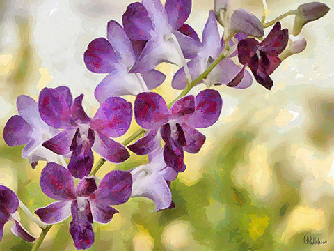 Orchids XII Black Ornate Wood Framed Art Print with Double Matting by Medeiros, Celito