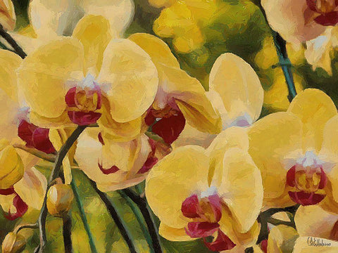Orchids XIII White Modern Wood Framed Art Print with Double Matting by Medeiros, Celito