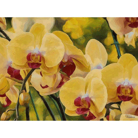 Orchids XIII Black Modern Wood Framed Art Print with Double Matting by Medeiros, Celito