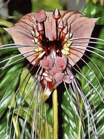 Orchids XVI Black Ornate Wood Framed Art Print with Double Matting by Medeiros, Celito