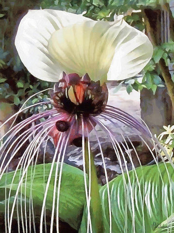 Orchids XVII Black Ornate Wood Framed Art Print with Double Matting by Medeiros, Celito