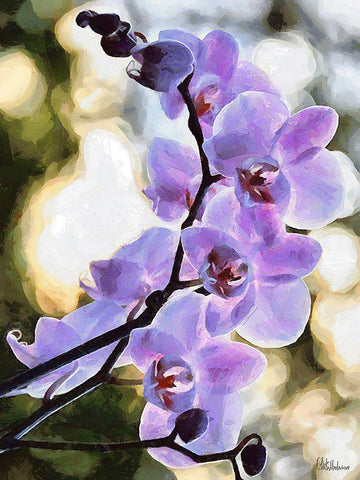 Orchids XIX Black Ornate Wood Framed Art Print with Double Matting by Medeiros, Celito