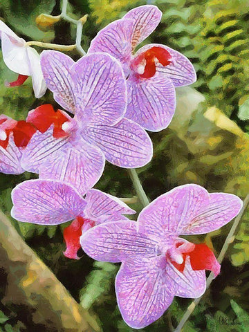 Orchids XX White Modern Wood Framed Art Print with Double Matting by Medeiros, Celito
