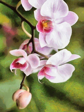 Orchids XXI Black Ornate Wood Framed Art Print with Double Matting by Medeiros, Celito