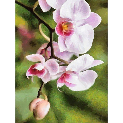 Orchids XXI White Modern Wood Framed Art Print by Medeiros, Celito