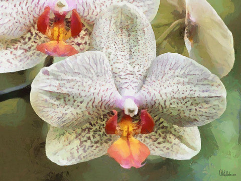 Orchids XXII Black Ornate Wood Framed Art Print with Double Matting by Medeiros, Celito