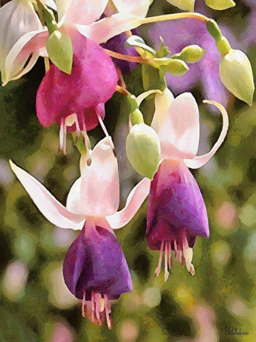 Orchids XXIII White Modern Wood Framed Art Print with Double Matting by Medeiros, Celito