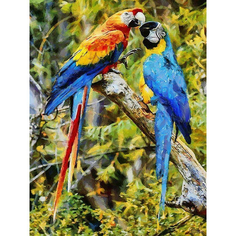 Two Fighting Parrots Black Modern Wood Framed Art Print with Double Matting by Medeiros, Celito