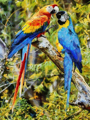 Two Fighting Parrots White Modern Wood Framed Art Print with Double Matting by Medeiros, Celito