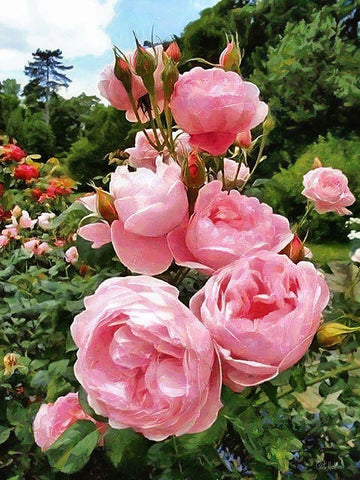 Pink Roses Black Ornate Wood Framed Art Print with Double Matting by Medeiros, Celito