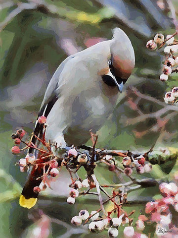 White Bird White Modern Wood Framed Art Print with Double Matting by Medeiros, Celito