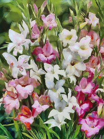 Gladiolus II Black Ornate Wood Framed Art Print with Double Matting by Medeiros, Celito