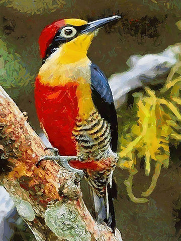 Red and Yellow Bird Black Ornate Wood Framed Art Print with Double Matting by Medeiros, Celito