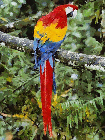 Red, Yellow and Blue Parrot Black Ornate Wood Framed Art Print with Double Matting by Medeiros, Celito