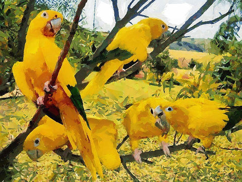 Five Yellow Parrots White Modern Wood Framed Art Print with Double Matting by Medeiros, Celito
