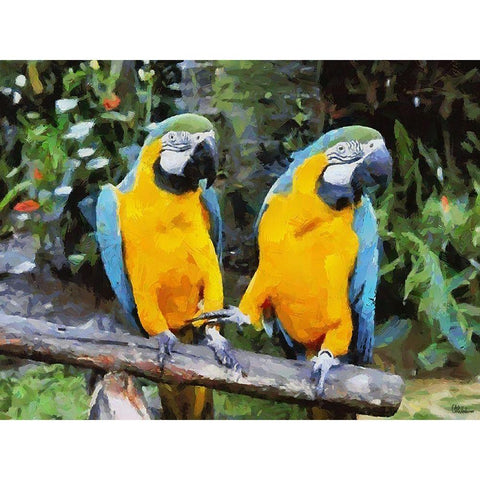 Two Parrots Black Modern Wood Framed Art Print with Double Matting by Medeiros, Celito