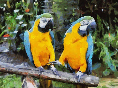 Two Parrots White Modern Wood Framed Art Print with Double Matting by Medeiros, Celito