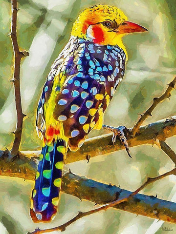 Nice colorful Bird White Modern Wood Framed Art Print with Double Matting by Medeiros, Celito