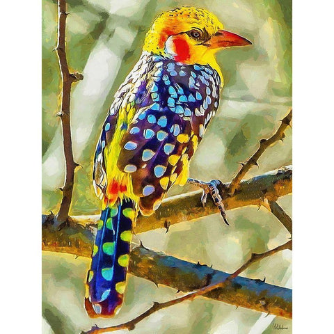 Nice colorful Bird Black Modern Wood Framed Art Print with Double Matting by Medeiros, Celito