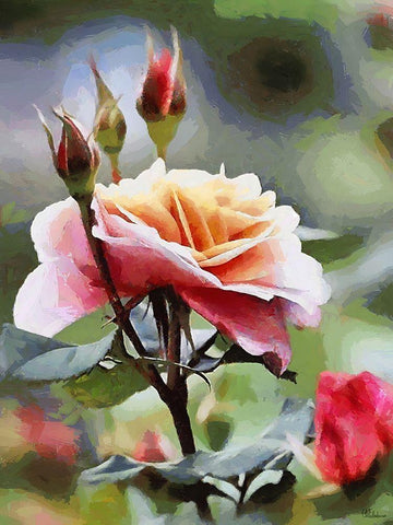 Rose White Modern Wood Framed Art Print with Double Matting by Medeiros, Celito