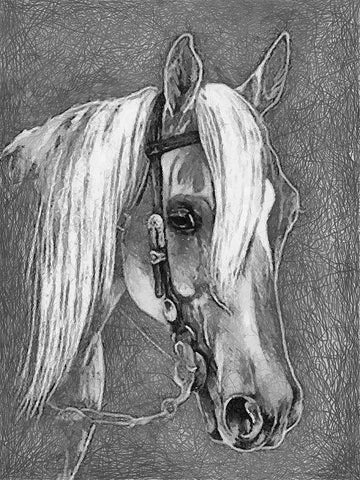 Horse Face BW I White Modern Wood Framed Art Print with Double Matting by Medeiros, Celito