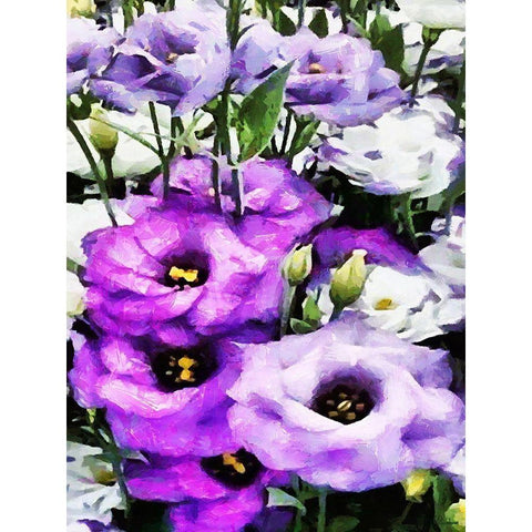 Purple Flowers Black Modern Wood Framed Art Print by Medeiros, Celito