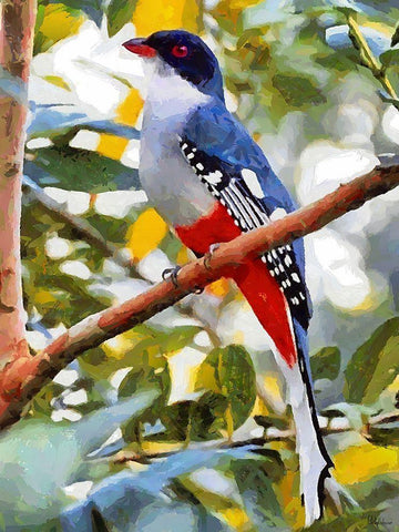 Red and Blue Colored Bird White Modern Wood Framed Art Print with Double Matting by Medeiros, Celito