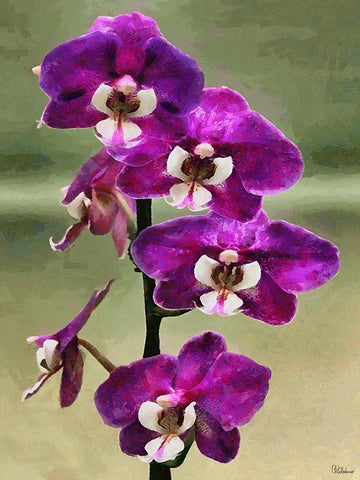 Purple Orchid Black Ornate Wood Framed Art Print with Double Matting by Medeiros, Celito