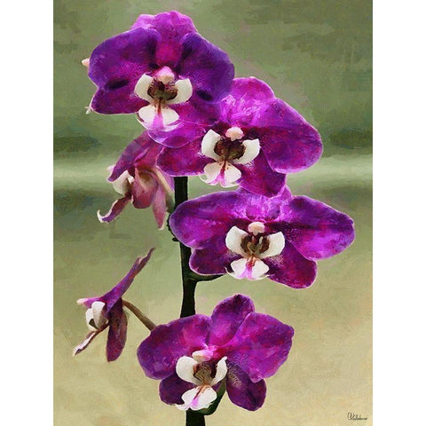 Purple Orchid Black Modern Wood Framed Art Print with Double Matting by Medeiros, Celito