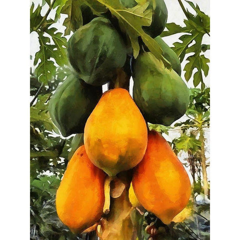 Papaya White Modern Wood Framed Art Print by Medeiros, Celito