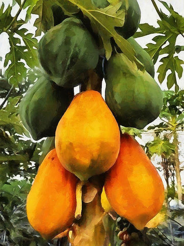 Papaya White Modern Wood Framed Art Print with Double Matting by Medeiros, Celito