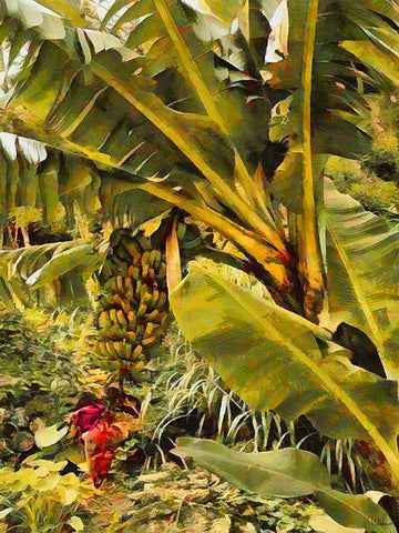 Banana Tree I White Modern Wood Framed Art Print with Double Matting by Medeiros, Celito