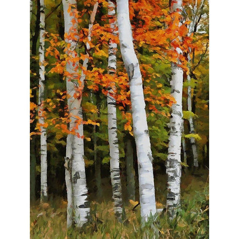 Birch Variation VI Gold Ornate Wood Framed Art Print with Double Matting by Medeiros, Celito