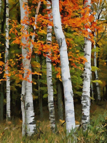 Birch Variation VI Black Ornate Wood Framed Art Print with Double Matting by Medeiros, Celito