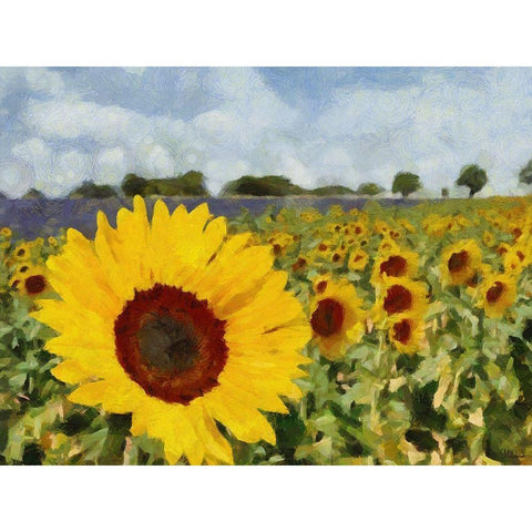 Sunflower Field White Modern Wood Framed Art Print by Medeiros, Celito