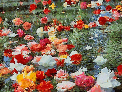 Red, White and Pink Flowers White Modern Wood Framed Art Print with Double Matting by Medeiros, Celito