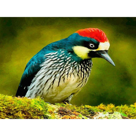 Red Head Bird Black Modern Wood Framed Art Print with Double Matting by Medeiros, Celito