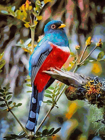 Bird with Blue Feathers White Modern Wood Framed Art Print with Double Matting by Medeiros, Celito