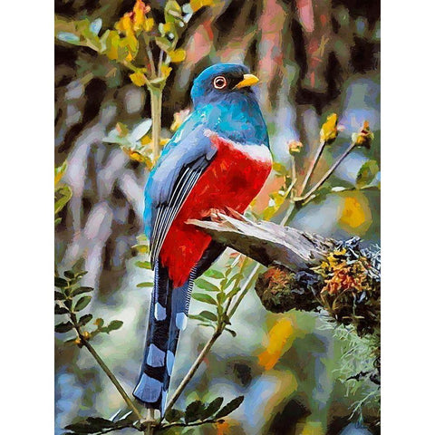 Bird with Blue Feathers Black Modern Wood Framed Art Print by Medeiros, Celito