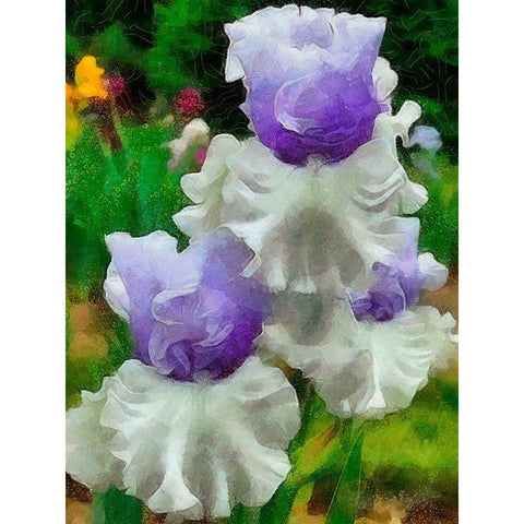 White and Purple Iris Black Modern Wood Framed Art Print with Double Matting by Medeiros, Celito