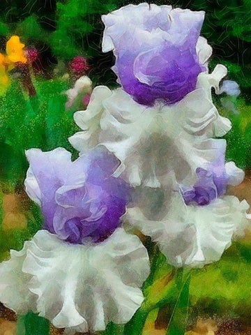 White and Purple Iris White Modern Wood Framed Art Print with Double Matting by Medeiros, Celito