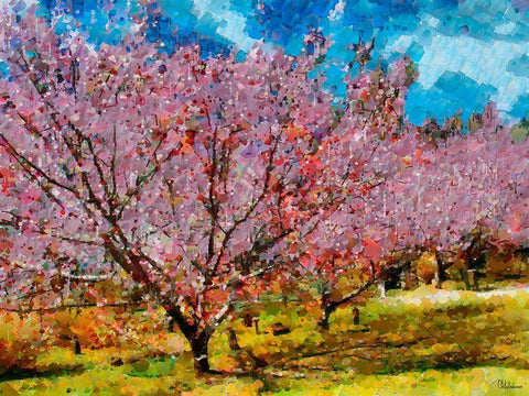 Pink Flowering Tree III White Modern Wood Framed Art Print with Double Matting by Medeiros, Celito