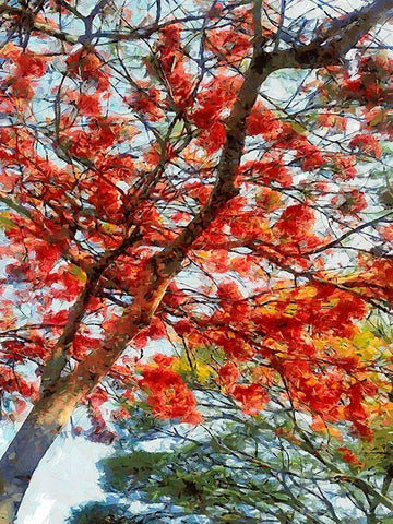 Red Flowering Tree III White Modern Wood Framed Art Print with Double Matting by Medeiros, Celito