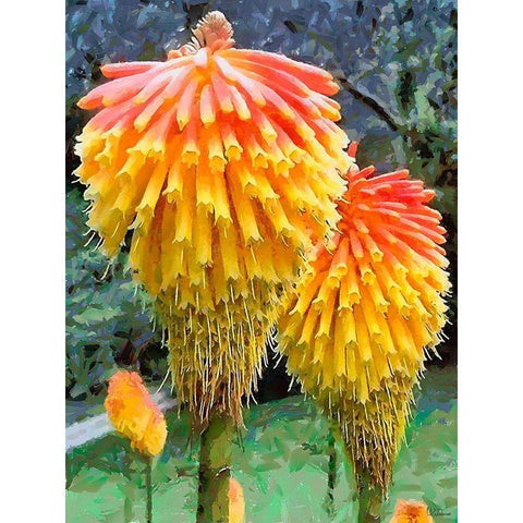 Miracle Flower Black Modern Wood Framed Art Print with Double Matting by Medeiros, Celito