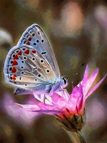 Butterfly on Pink Flower White Modern Wood Framed Art Print with Double Matting by Medeiros, Celito