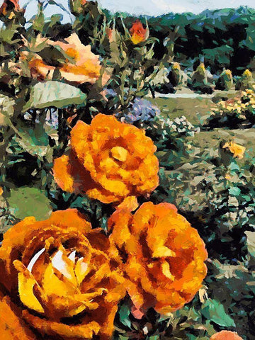 Dark Yellow Roses in the Garden Black Ornate Wood Framed Art Print with Double Matting by Medeiros, Celito